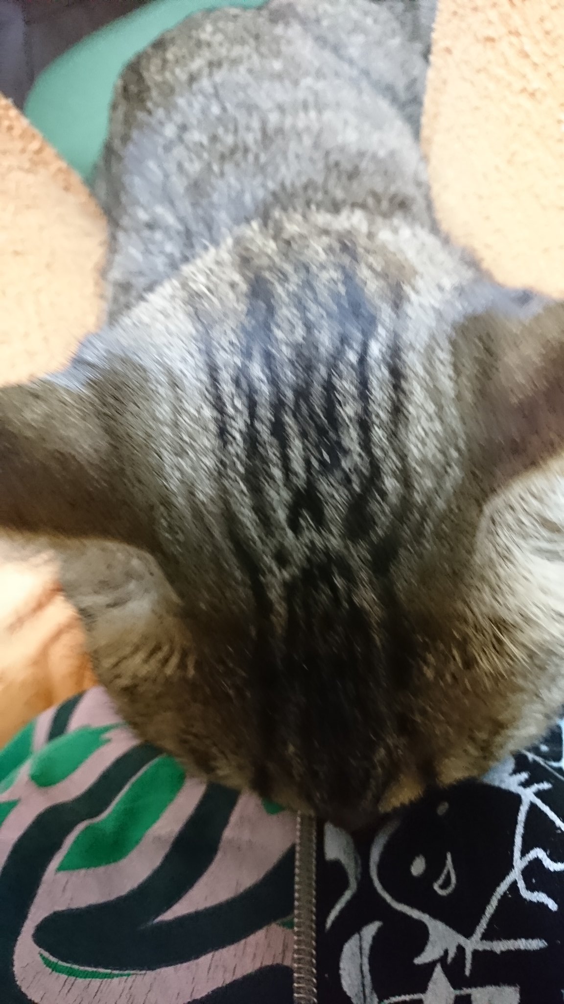 猫のおなら Twitter Search Twitter