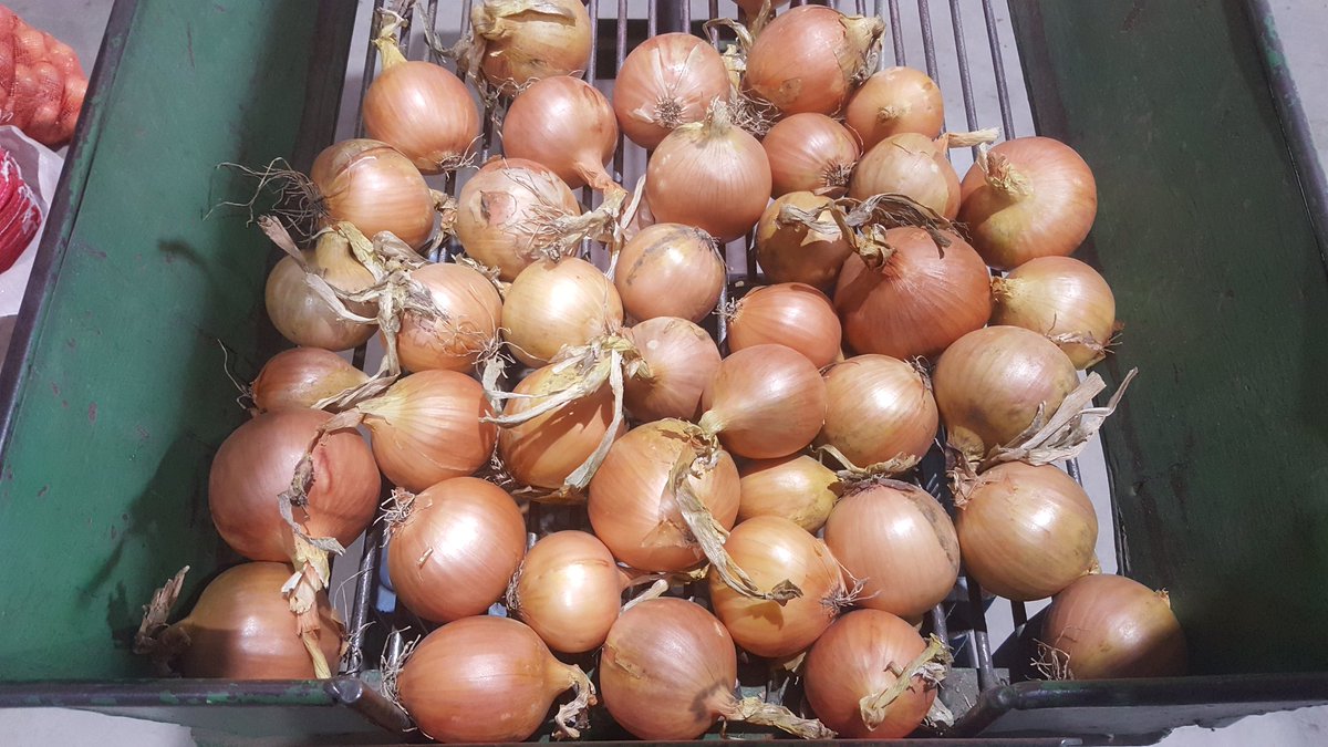 ericmoerdijk's tweet photo. Je moet ze zoeken dit jaar maar ze zijn er gelukkig wel. π #FirstClassQualityOnions https://t.co/doiQKYW9EC