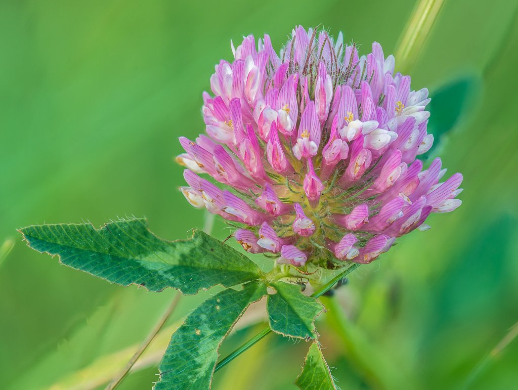 Botanics's tweet image. Pretty much the last of the #Clover is still around, leaves battered and eaten away, flowers offering some of the last food for insects.