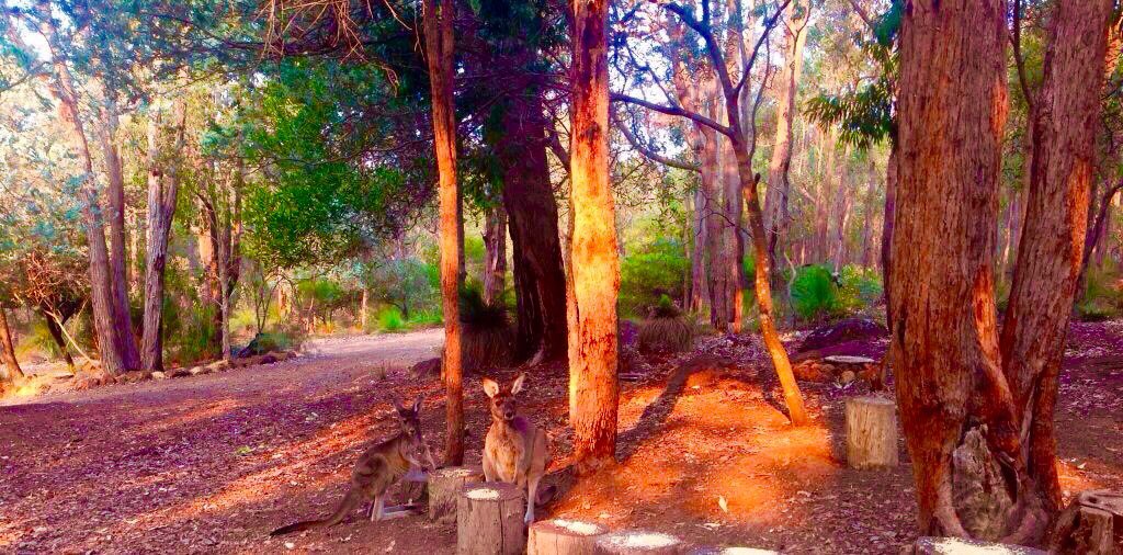 jarrahdale1's tweet photo. #prescribedburn #controlledburn produced #interesting light #lateafternoon #jarrahdale #colinhughabbott #weirdlight https://t.co/a6hnFgdhPW
