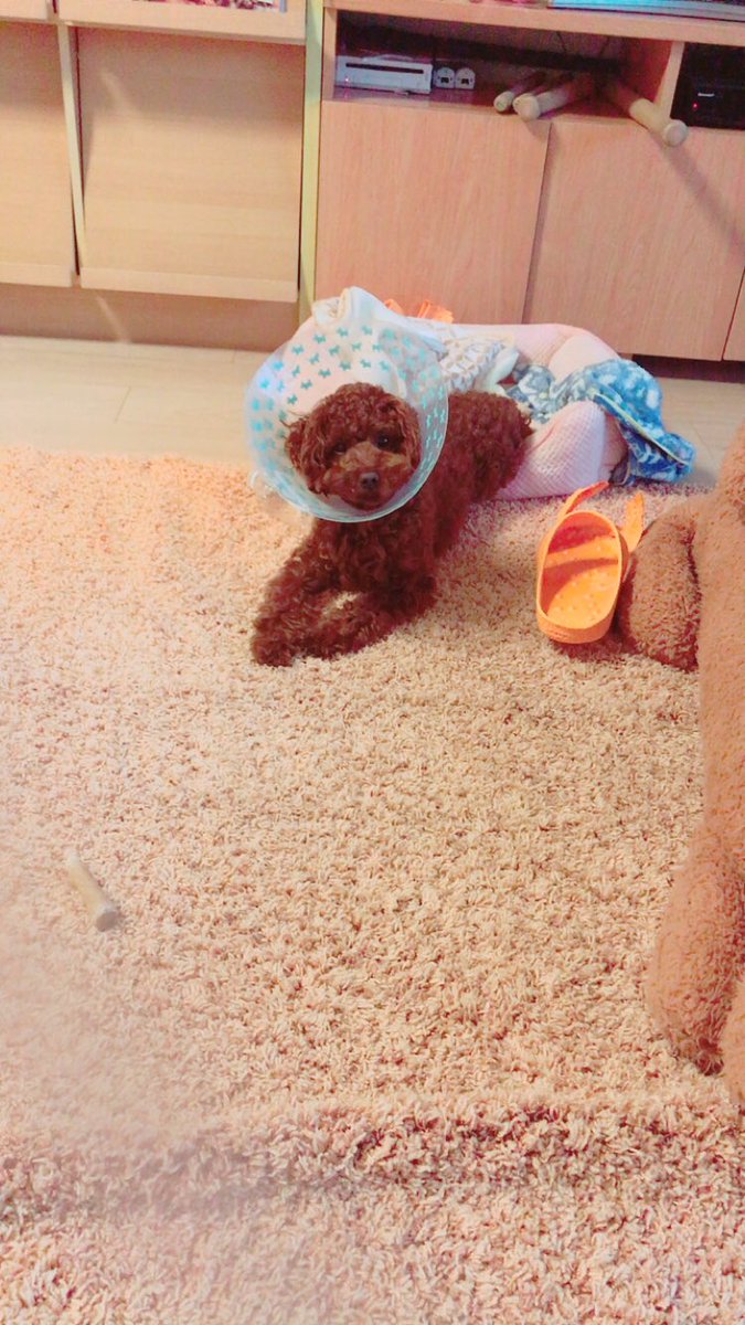 DVD322Mac's tweet photo. 家の犬(*´˘`*)♥ https://t.co/YbGSI2pqfu