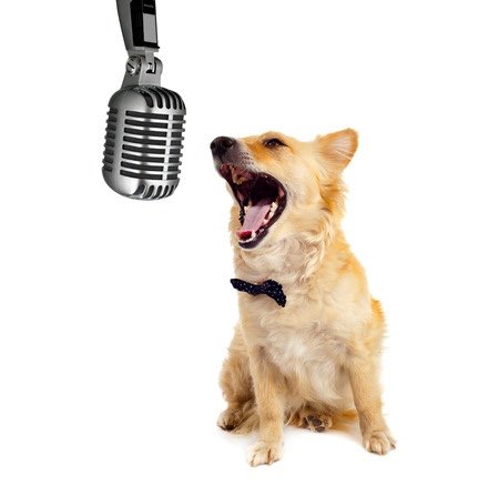 Welly Wags tweet media