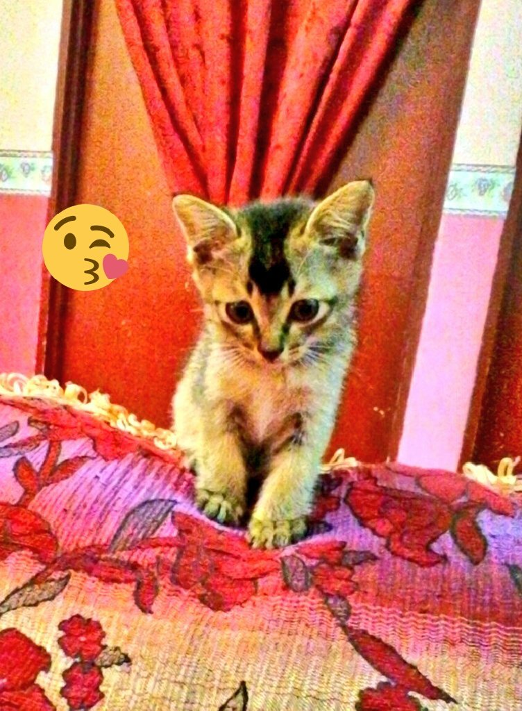 nysz_ayfa's tweet photo. teman suka duka...💞 #kechik #catslover https://t.co/pLi1Z6gnpD