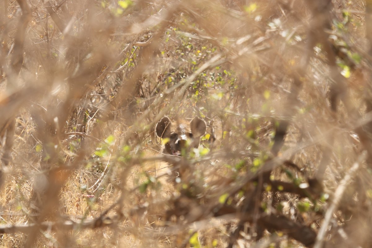 HyenaProject's tweet image. Identifying hyenas (bloody pain) part 2: dense bush.
When only ears can help.
Or:
Ears (+ their missing bits) are underrated
#fieldworkwin