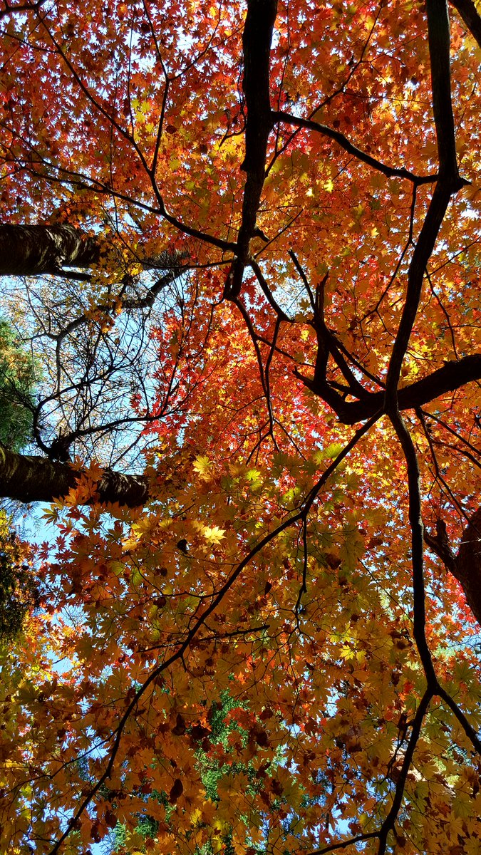 무등산의 단풍
초록나무에 물감을 찍듯이 
번지듯 단풍이 들고 있었다.
광주에 살면서 무등산은 처음가봤다.아니 광주에서 산은 처음인가.아니 산행을 좋아하지 않지ㅋ