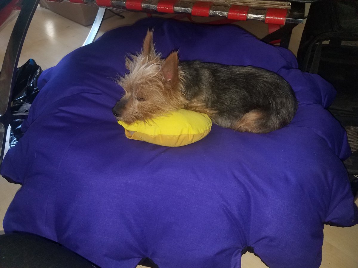 SipsTeaParty's tweet photo. The kinds of mistakes in life we don't mind making..#SipsTeaParty flower 1.0 for #AimDestroyTransform is now Fizz' bed 😍 #ItsaYorkieAffair https://t.co/ebDy6vkhok