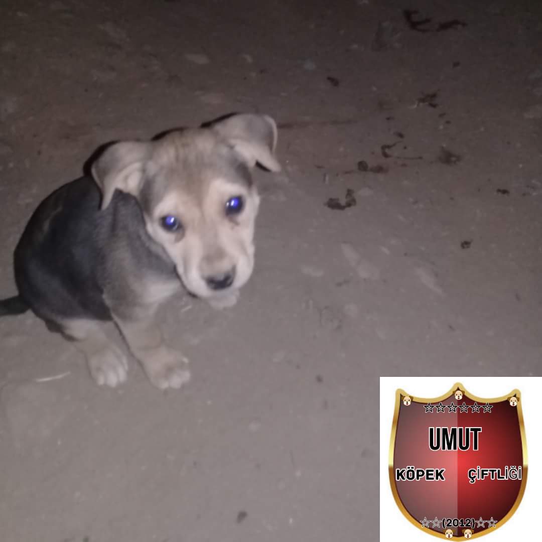 Umut köpek ciftligi (@umut_kopek) on Twitter photo 