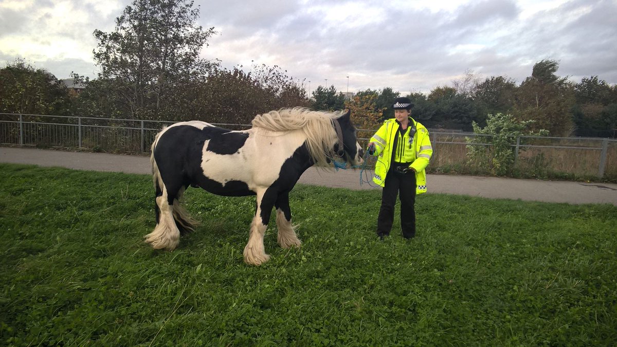 Humberbeat Events (@humbpolevents) on Twitter photo 