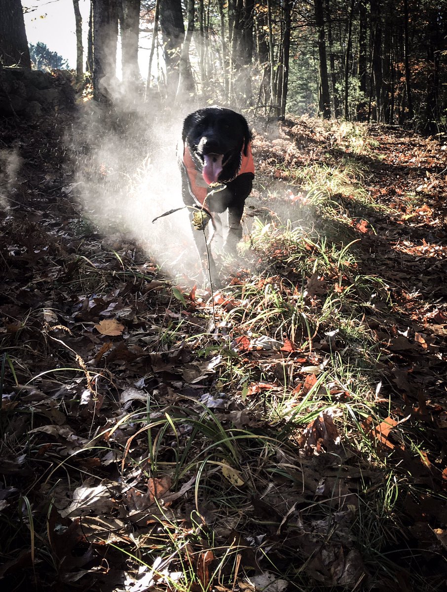 ExplorerPhotos's tweet image. Hunting at sunrise this morning with @NickTrinque this pooch