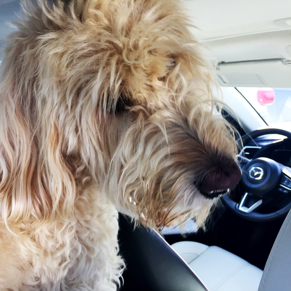 Fresh rhyme about the Mazda3 / we measure space by dog capacity
#DriveMazda <a href="/MazdaUSA/">Mazda USA</a>