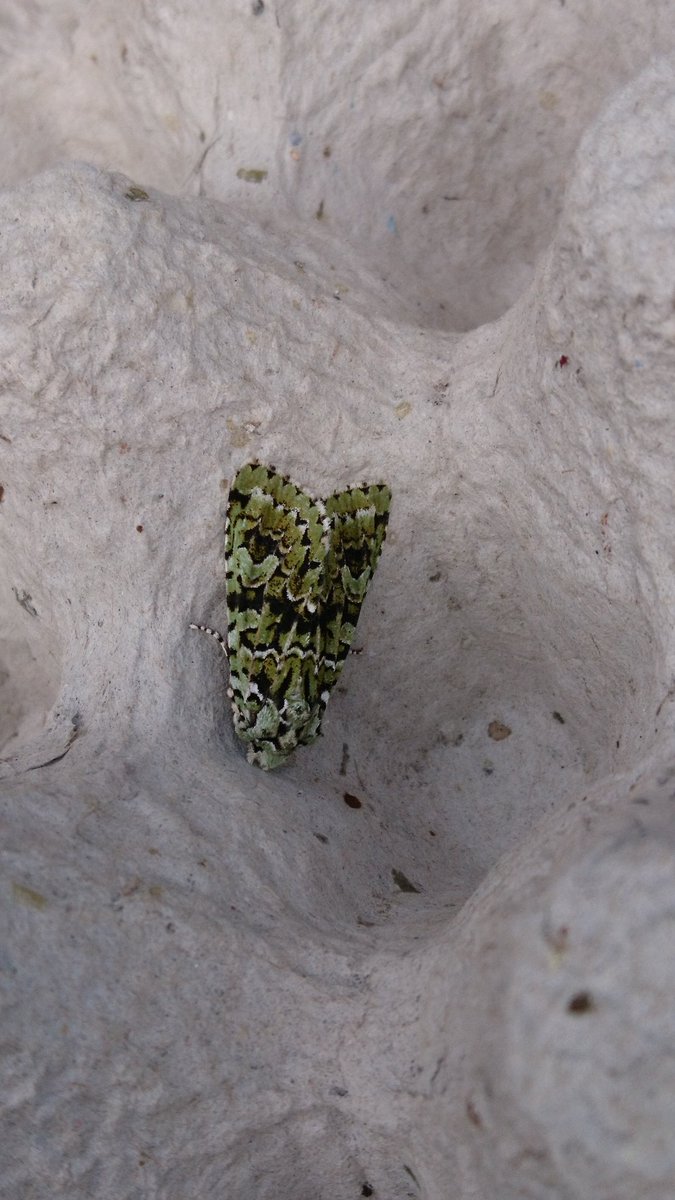 BenhsBuzz's tweet photo. Great start to #EO17 with a lovely
Merveille de jour and hornets in the moth trap! https://t.co/o8ctNR8wM4