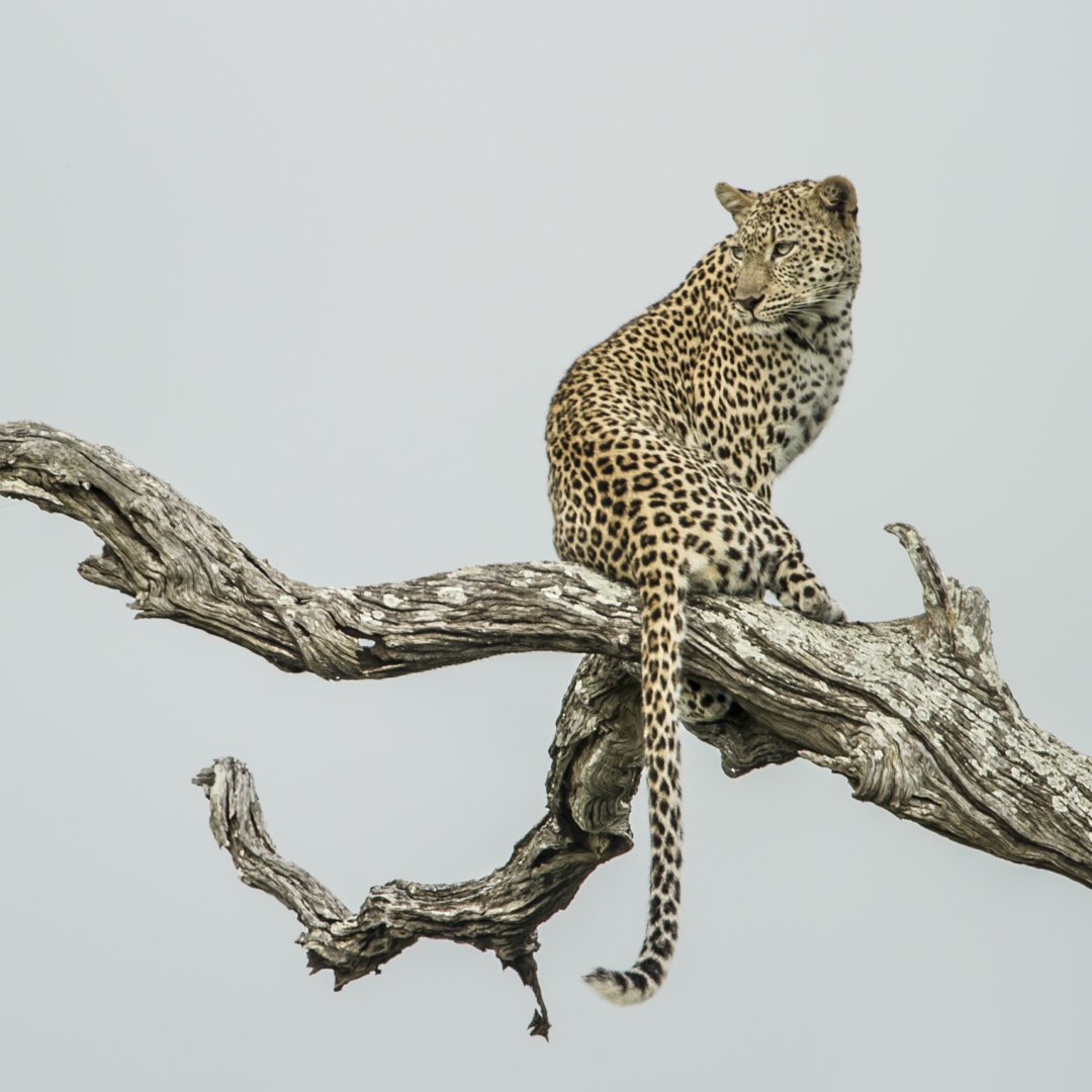 Shoor Safaris Kenya (ShoorSafaris) Twitter