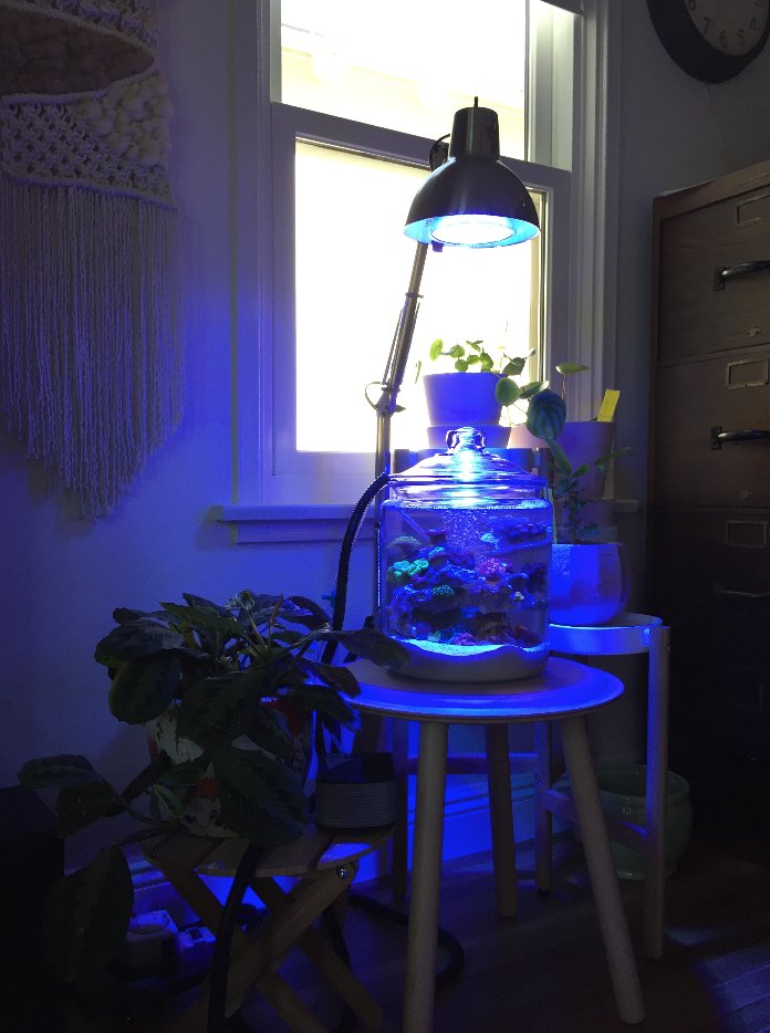 nano_reef's tweet photo. Last weekend to enter our Creative Container Pico Contest on Nano-Reef? https://t.co/cRv6H5sdzn #nanoreef #picoreef #reefaquarium #reeftank https://t.co/r2tmUmXttH