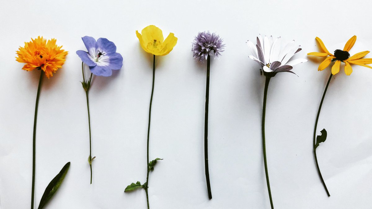 HiddenArtNorth's tweet photo. The. Usual. Suspects.
#pudsey #Leeds #Yorkshire  #Flowers #garden #NaturePhotography #nature https://t.co/PSQgyMke04