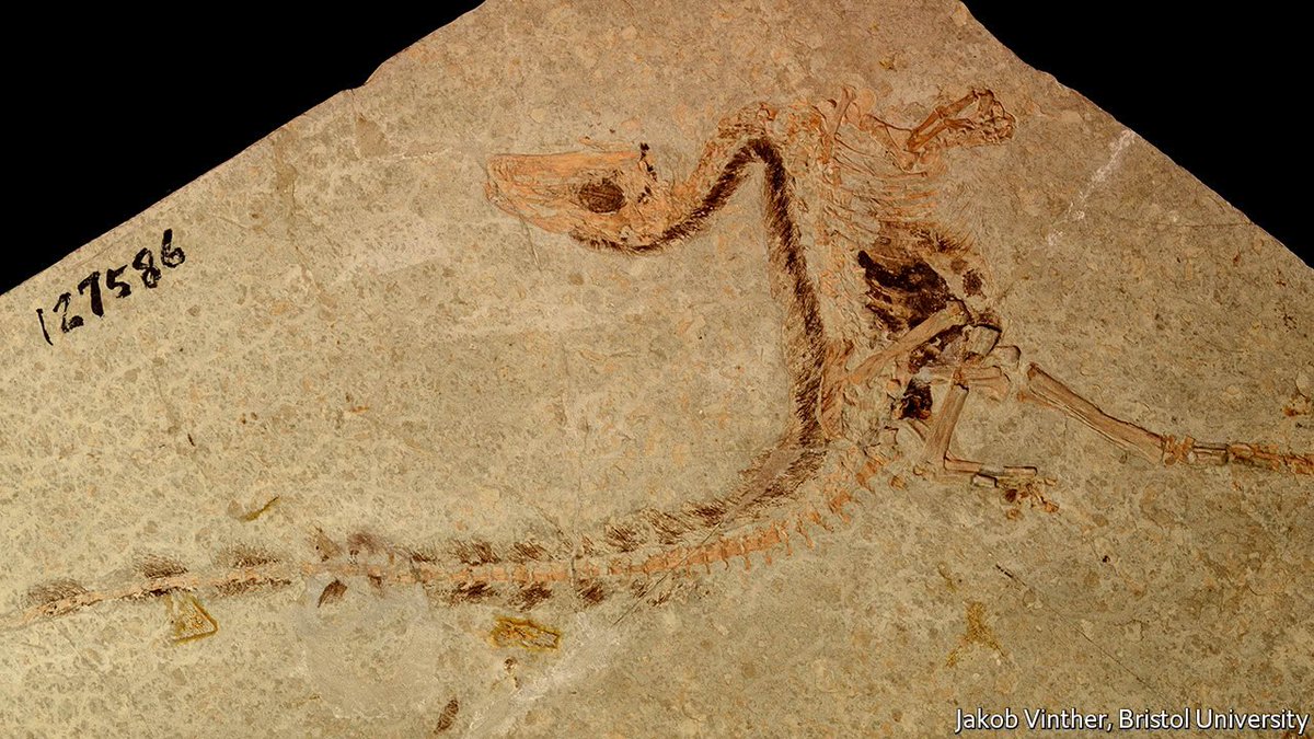 AlphaWavePC's tweet image. One species of dinosaur wore a bandit mask viralmarketingglobal.uk/nuzhh