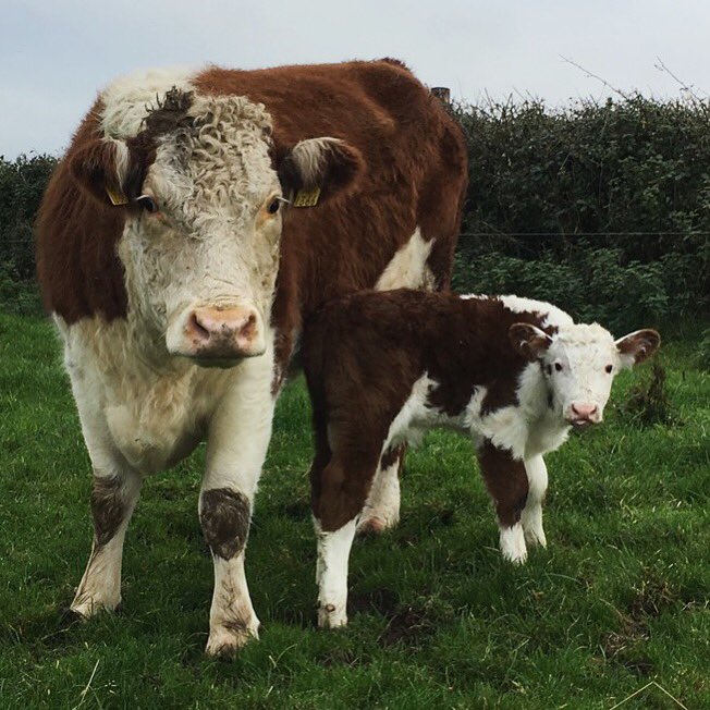 Kilsunny_Herd's tweet photo. This baby Hereford bull calf was born out in the fields this morning.
The second calf of the day!
#herefords #calving2017 #autumn https://t.co/otdj0nT9Wf