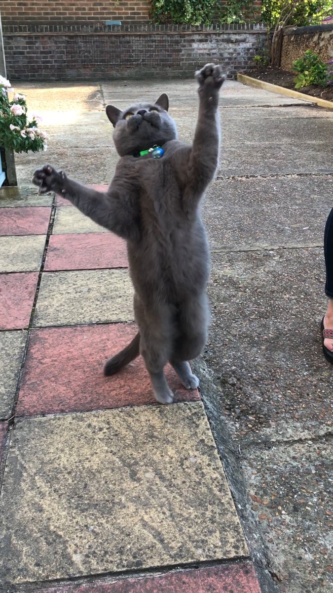 pool_whirl's tweet image. Found a "catto"