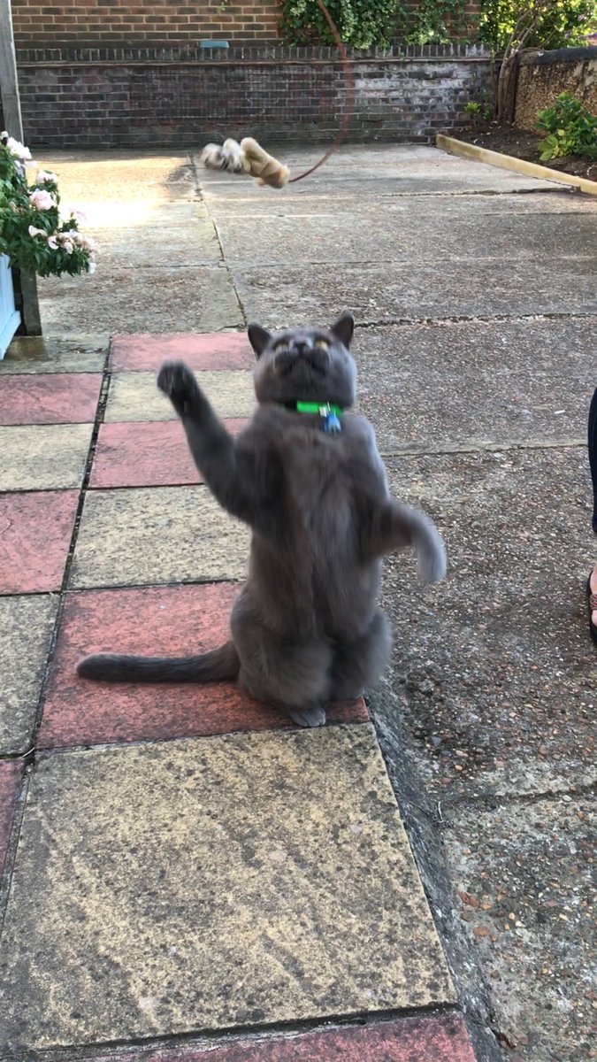 pool_whirl's tweet image. Found a "catto"