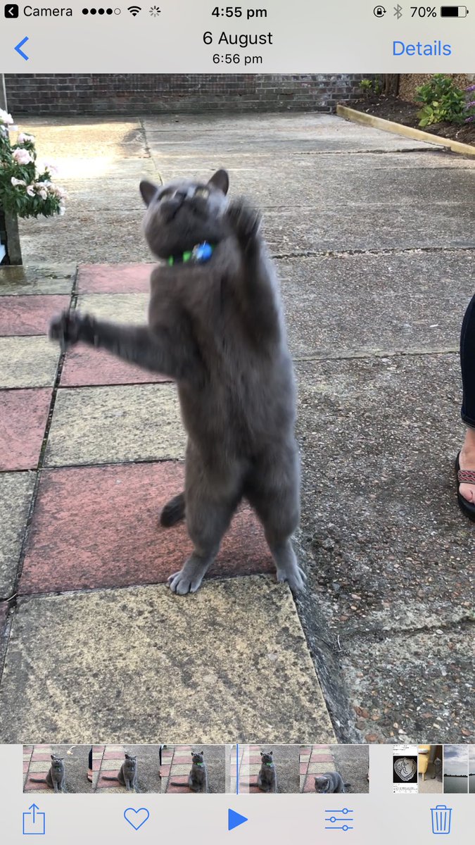 pool_whirl's tweet image. Found a "catto"