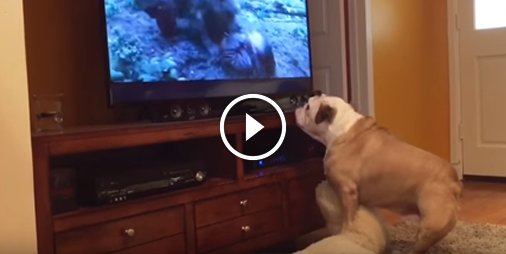 Ce #bulldog veut sauver Leonardo DiCaprio dans The Revenant 🤣 ☛ bit.ly/2zcB8Py