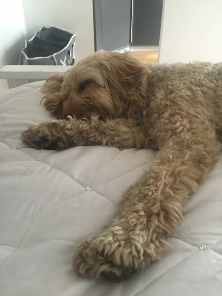Welly Wags tweet media