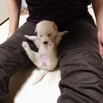 お友達のとこのわんこが可愛すぎて悶絶ｗ