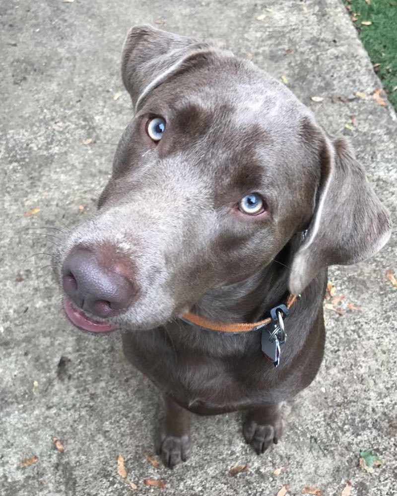 tailsboston's tweet photo. “Can I have a treat?”
Sure Baxter you can have ALL the treats! #tailsboston #happysaturday #happydog #labradorretr… https://t.co/6hUuhyZKdj https://t.co/6fLe1V2xH3