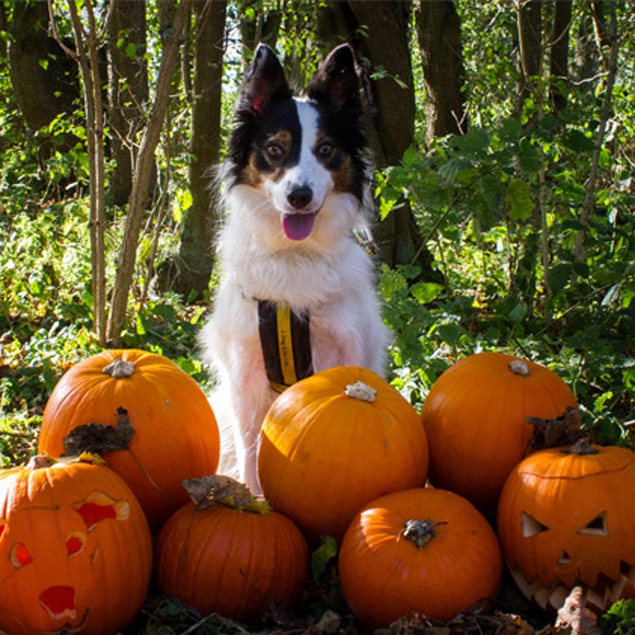 DogsTrust's tweet photo. Halloween Hounds looking for their trick or treat partner! >> https://t.co/0uIv0zfuqL 🎃🐶 https://t.co/HLYaN5Ob4V