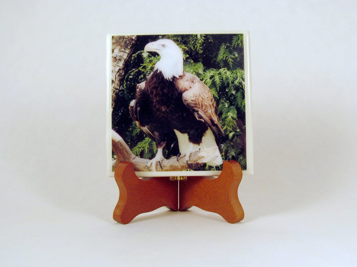 dovesclosetinc's tweet photo. Bald Eagle Handmade Photo Coaster, FI0096 https://t.co/DKbvMpYvN0 #Etsy #PhotoCoaster https://t.co/AuynX0VmCg