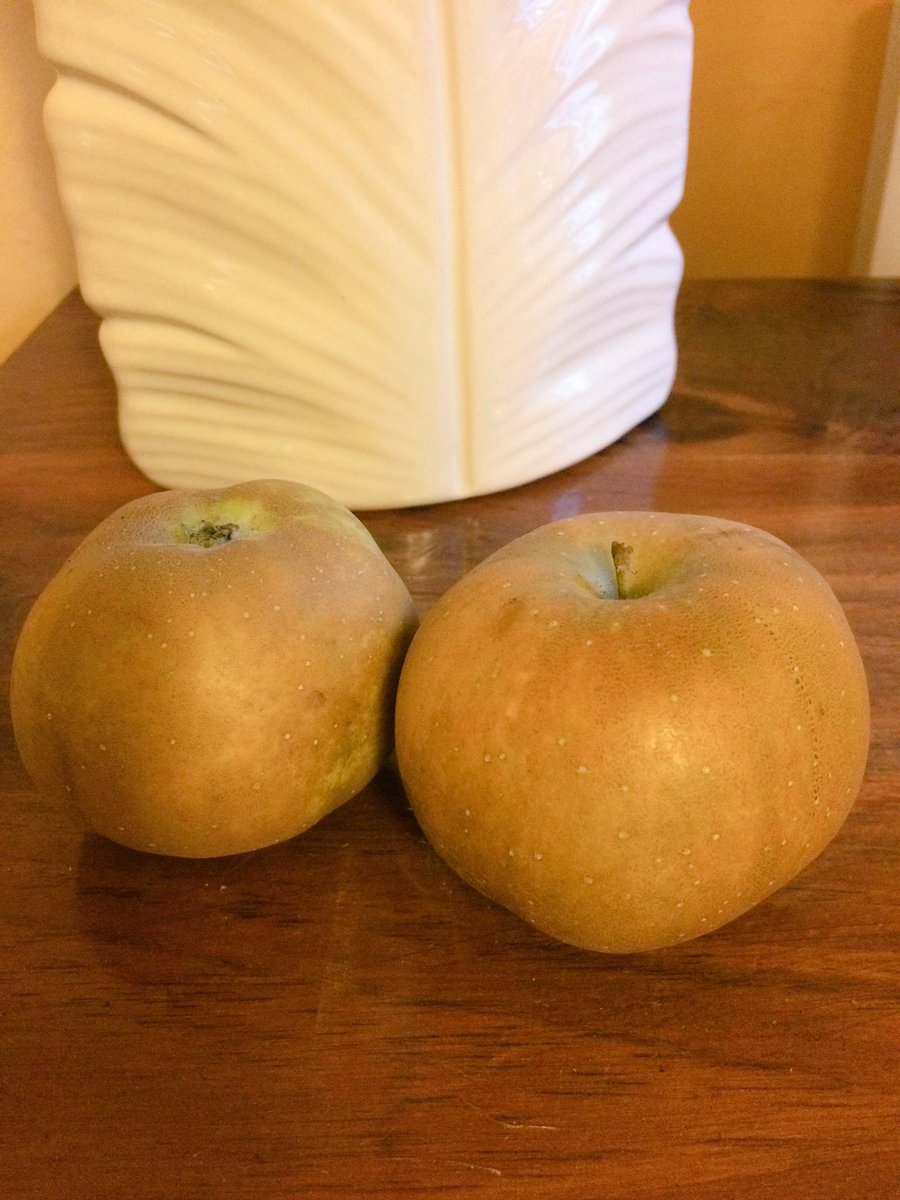 FarmersSurvival's tweet photo. Hiding these gems - Not to be shared! #russets #canadianapples https://t.co/VEI0QM6ia9