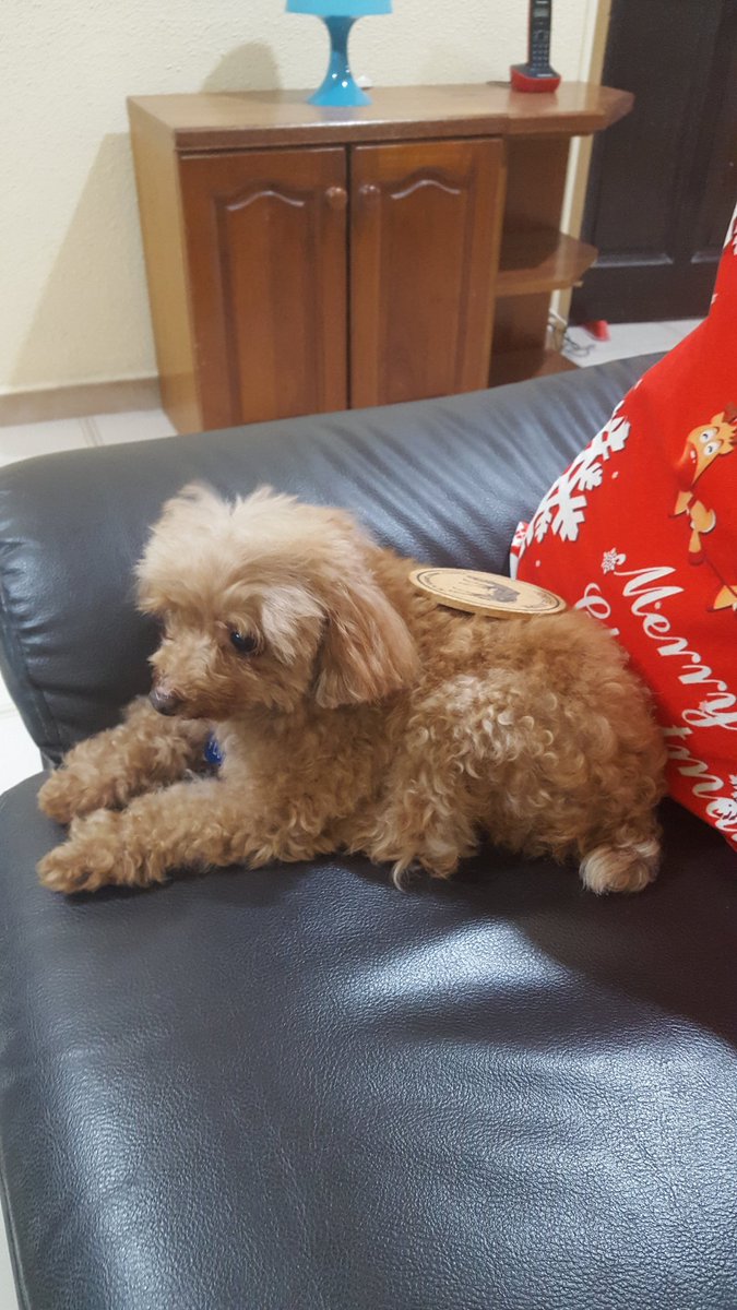 ThingsOnFluffy's tweet photo. #ThingsOnFluffy #ThingsOnDoggie #Coaster 🙌🐶🐾 https://t.co/up8oKLMx7j