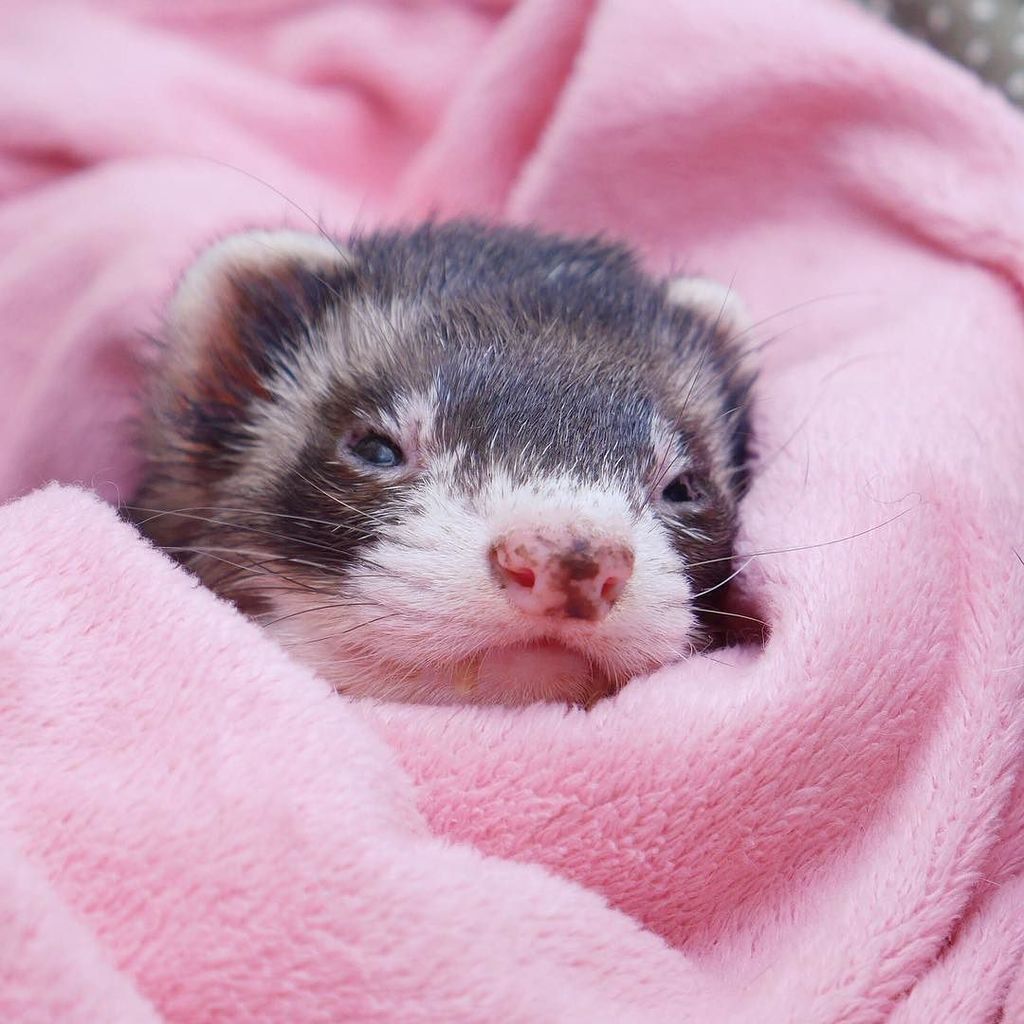 ackey_73's tweet photo. はなちゃんのお写真タイム♪
ʢ-ꯨ·̫-ꯨʡ<むにゅ〜つよい相手に明日からまた頑張らなきゃだもん♪
#はなちゃんのお写真タイム #hanaphototimes #ferret #pet #petstagram #instafer… https://t.co/xLcfbLtoTK https://t.co/p9smqBnihg
