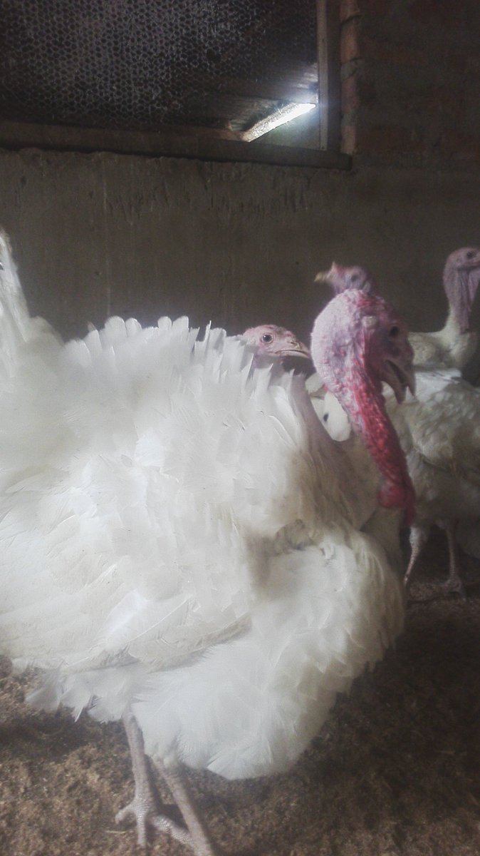 mamfe161's tweet photo. Hi guys, I have mature turkeys for sale at affordable prizes in Makurdi. We can deliver in Abuja. Dm for details. Pls help RT cc @Ayourb https://t.co/4UvNmPINwC