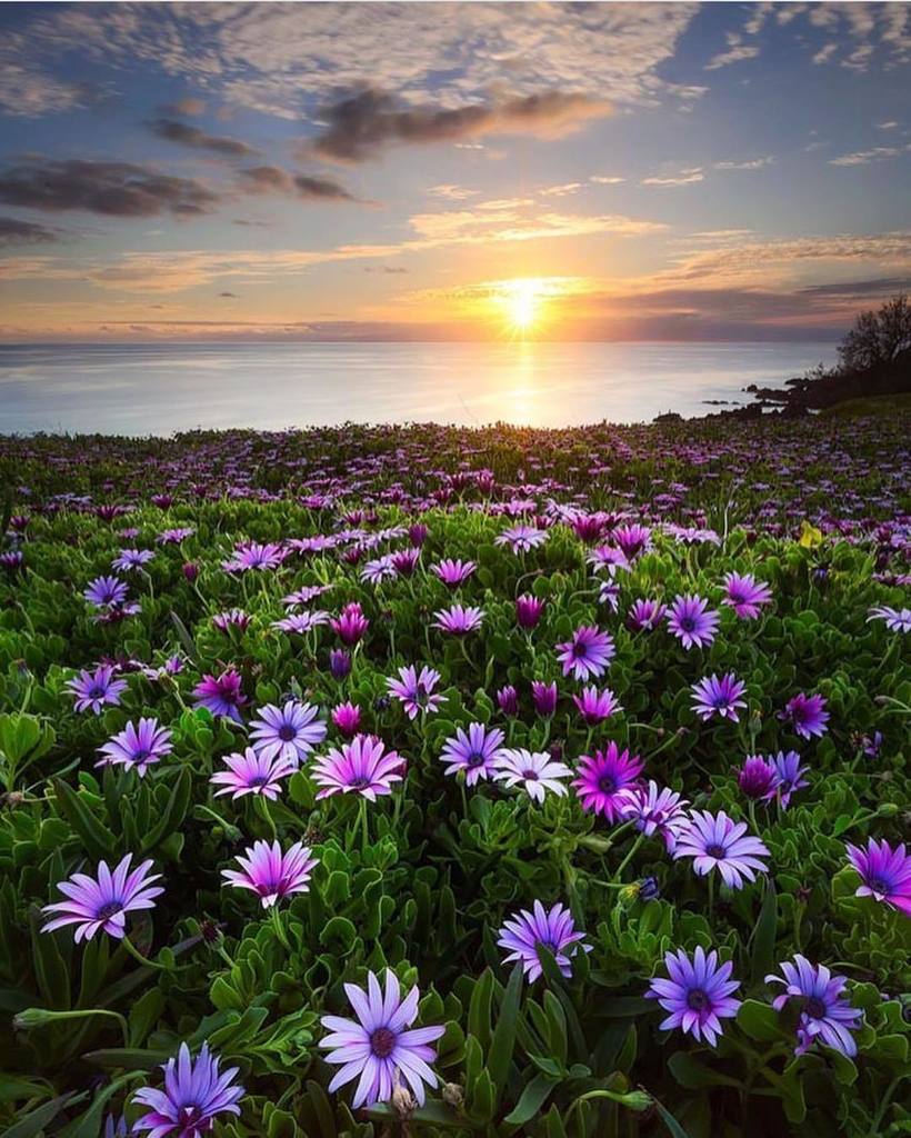 I Love Azores tweet media