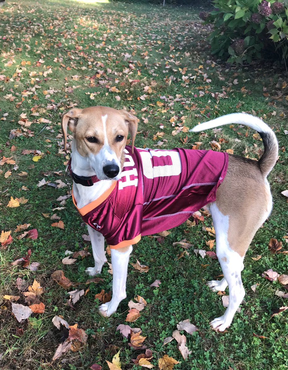 ADCat975's tweet photo. It’s 🏈GAMEDAY🏈 #Hokies. Put me in coach! I’m ready- I’ve got lots of speed 🐕💨💨💨 #BeatDuke #Hokiehounds @VT_Football @HokiesFB https://t.co/oVIaOFia5l