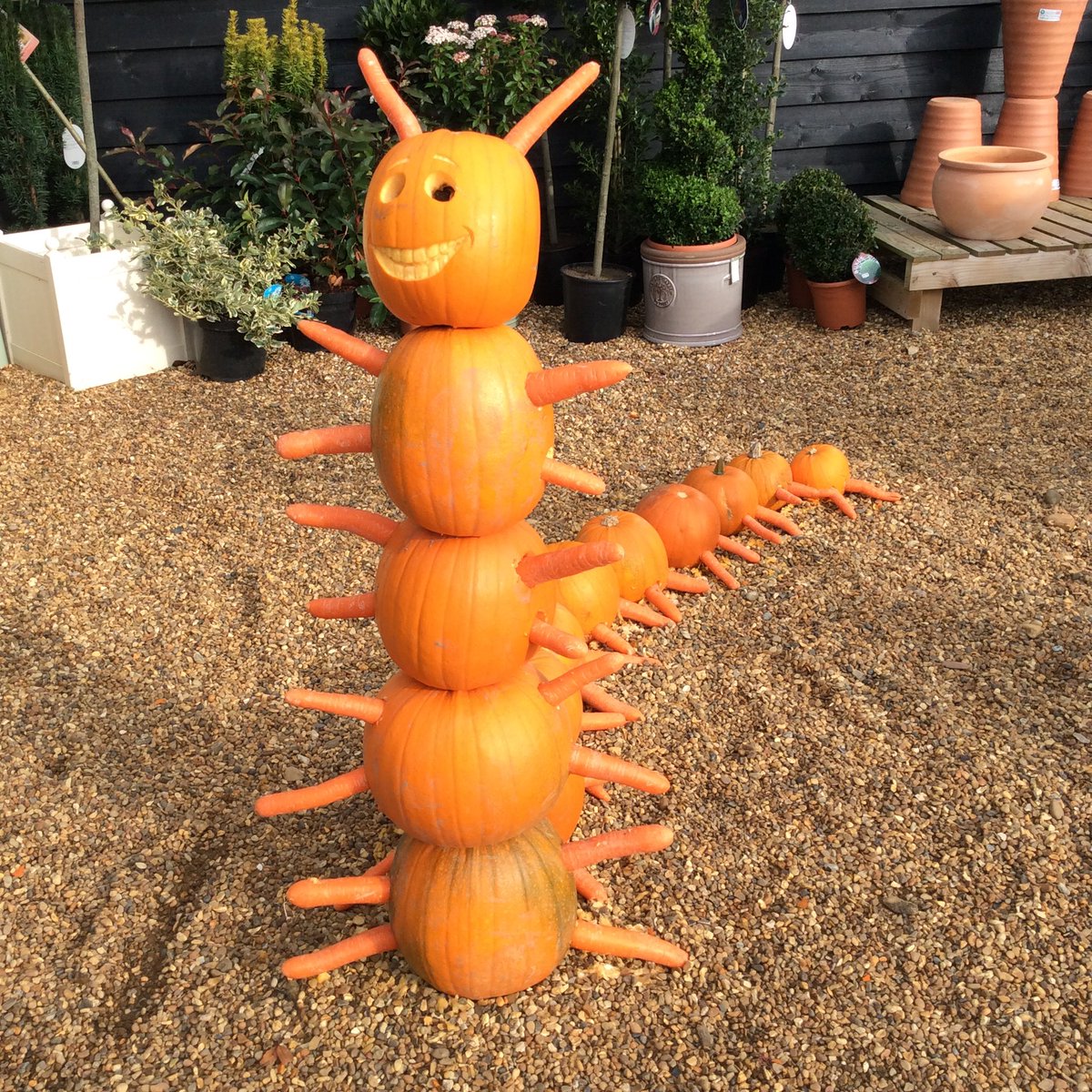 norfolkfayre's tweet photo. A giant centipede has taken up residence in our plant centre! #pumpkin #pumpkinday #creativepumpkins #norfolk #proudlynorfolk https://t.co/GLdAAQyr3m