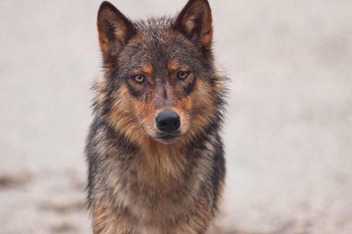 _wolves__'s tweet image. ~Have a nice weekend my friends~