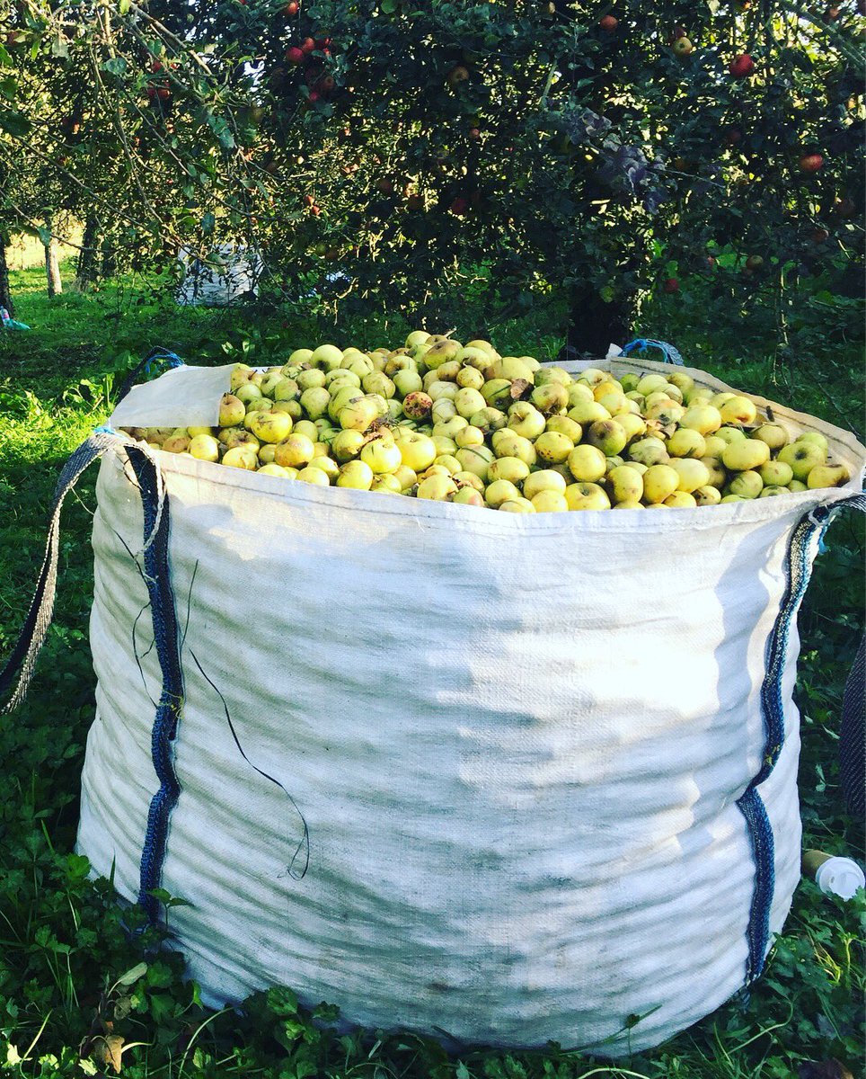 EMBrutnature's tweet photo. Cosecha 2017 recogemos por variedades y maduración Esta semana nuestra #FincaViadi varied Blanquina 🍏#CosechaPropia #DOP #Terroir #Pomarada https://t.co/IwKFlvuKSP