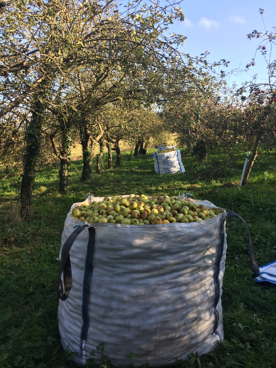 EMBrutnature's tweet photo. Cosecha 2017 recogemos por variedades y maduración Esta semana nuestra #FincaViadi varied Blanquina 🍏#CosechaPropia #DOP #Terroir #Pomarada https://t.co/IwKFlvuKSP