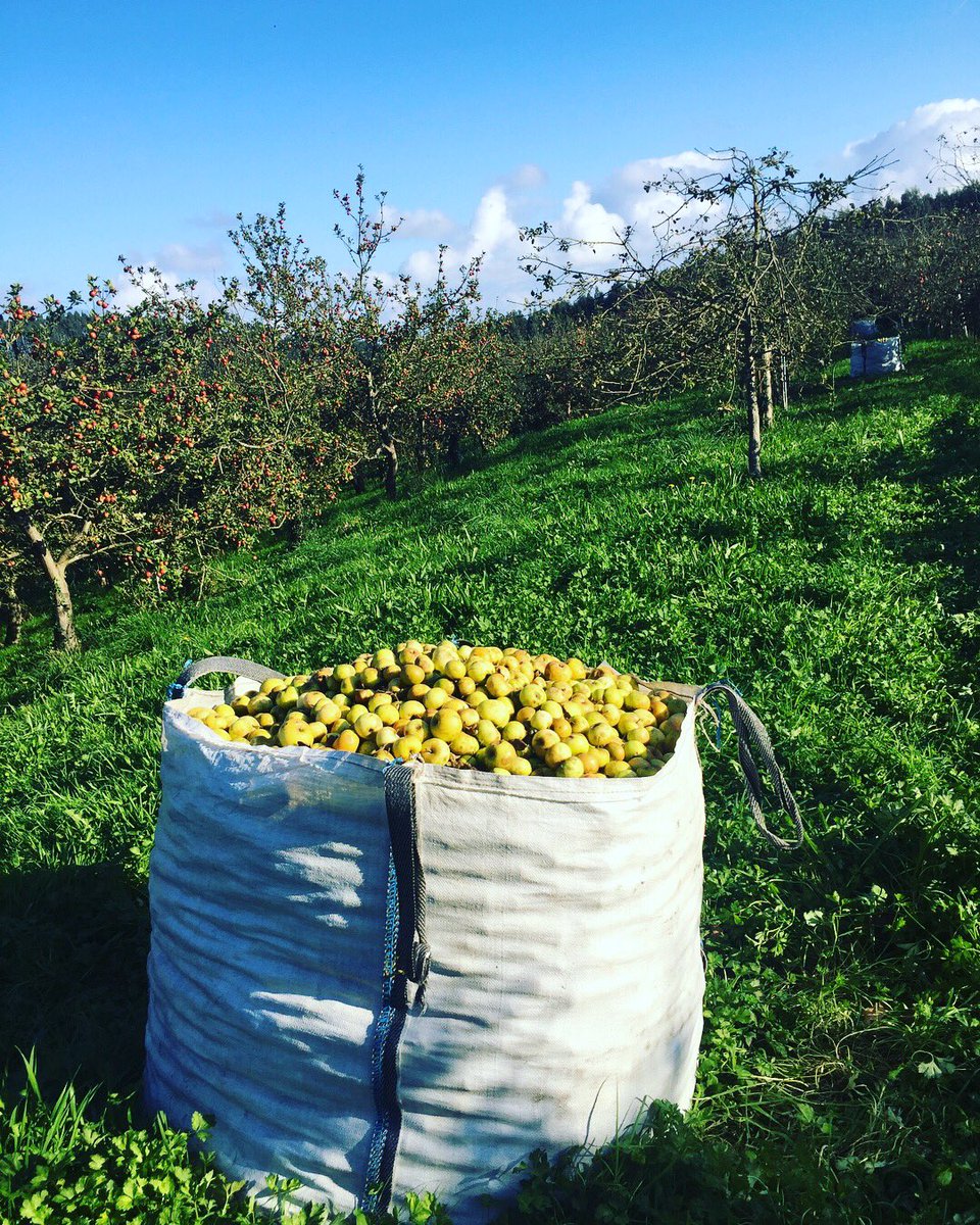 EMBrutnature's tweet photo. Cosecha 2017 recogemos por variedades y maduración Esta semana nuestra #FincaViadi varied Blanquina 🍏#CosechaPropia #DOP #Terroir #Pomarada https://t.co/IwKFlvuKSP