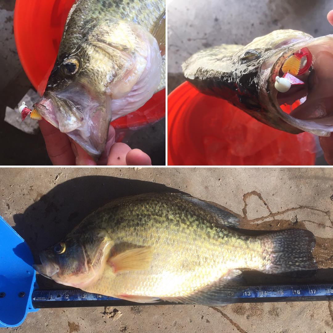 Congrats to this #crazyjig customer for #slaying this monster #slab.  Killing it. #winteriscoming #iceseason
<a href="/imnfishing/">iMNfishing</a> @evenpheneger