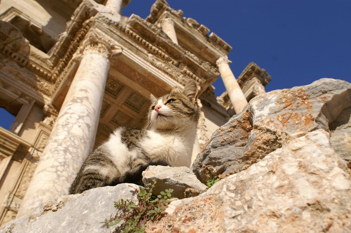 ケルスス図書館