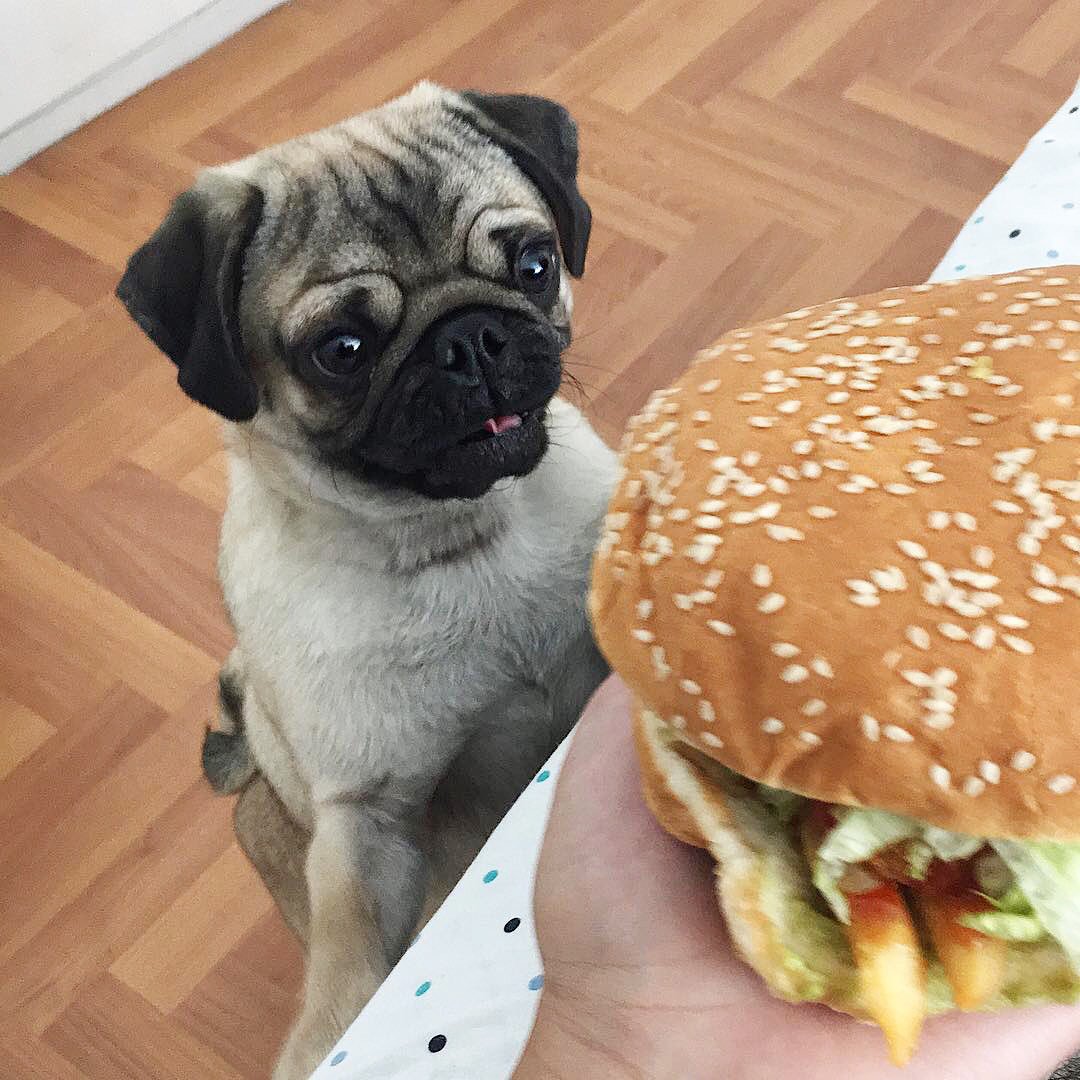 Loulou_thepug's tweet photo. Me when I see food https://t.co/IHDN2F6Whs