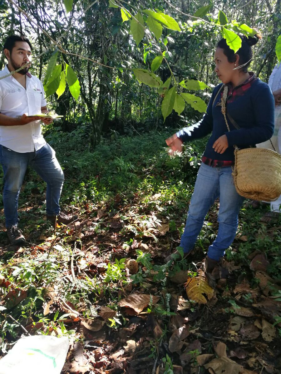 EvaluadorJose's tweet photo. Proceso de evaluación en el EC0272 Cosecha de café en Zoquiapan, Puebla @PerlaIbaez2 @Mely_Romero @LeticiaInca @linosma @incarural https://t.co/IKzyYe6ZOU