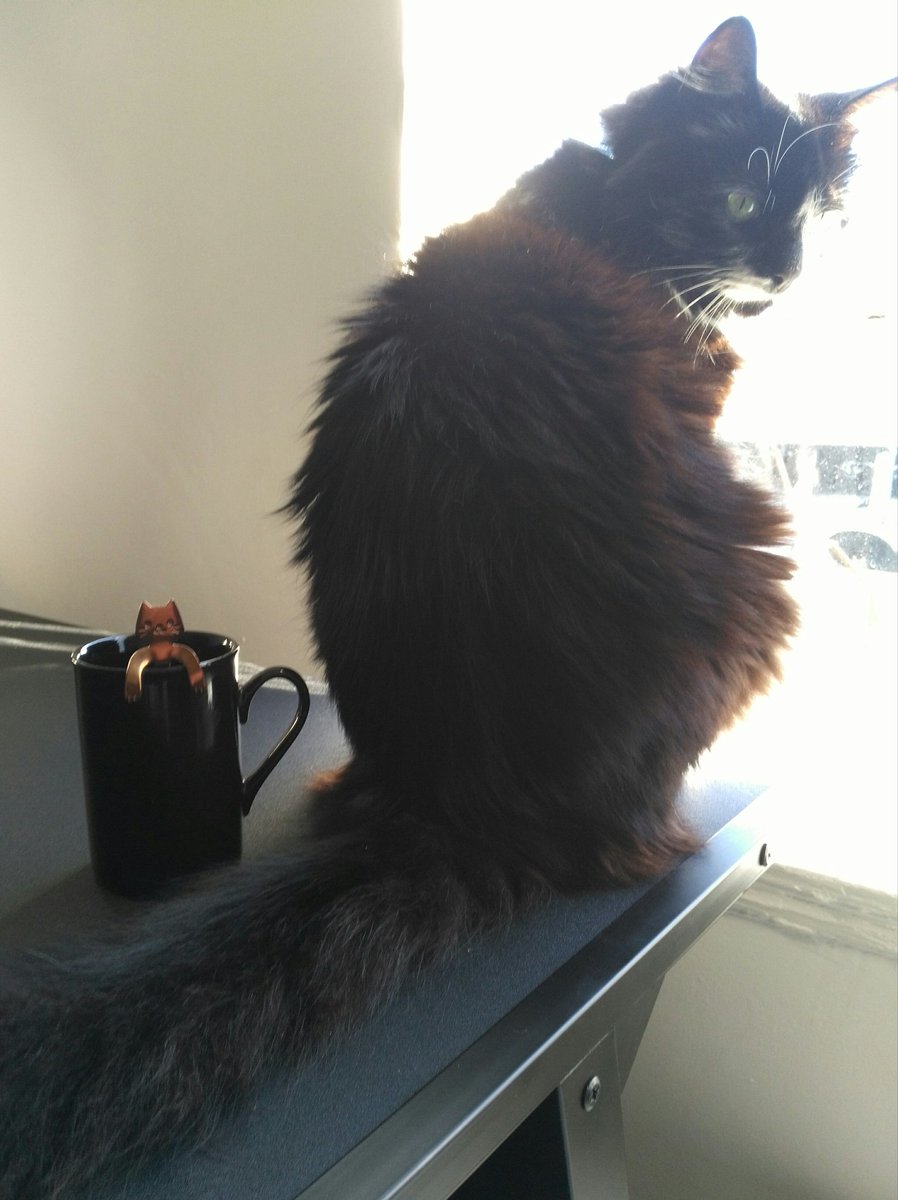 PaganPuppycat's tweet photo. #Cats are the runes of #beauty.—H.P. Lovecraft

#Caturday iz ment to be ‘njoy’d, find sum sun an’ has a cuppa – ‘spesially wiz a #cat spoon. https://t.co/23BLKhdSod