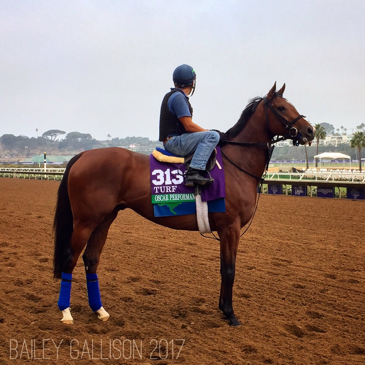 starting_gate's tweet image. MG1W #OscarPerformance before his morning gallop @delmarracing. Tries for his 2nd BC win next Saturday in the #BCTurf #BC17