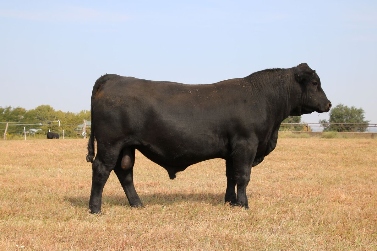 BlackandRedAN's tweet photo. From friends at https://t.co/fcUJUH7SRs Bull Sale Nov 6th 6pm Manhattan KS. Videos on website. https://t.co/9v4woGlTif
