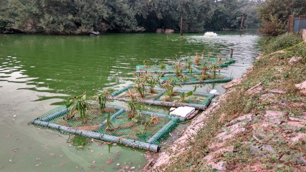 IndiaEvolves's tweet image. Notice the #pollution of the #lake
help us #cleanwater
ADOPT AN ISLAND
#MyCleanIndia #SwachhBharat #Delhi #Event #sustainabledevelopment