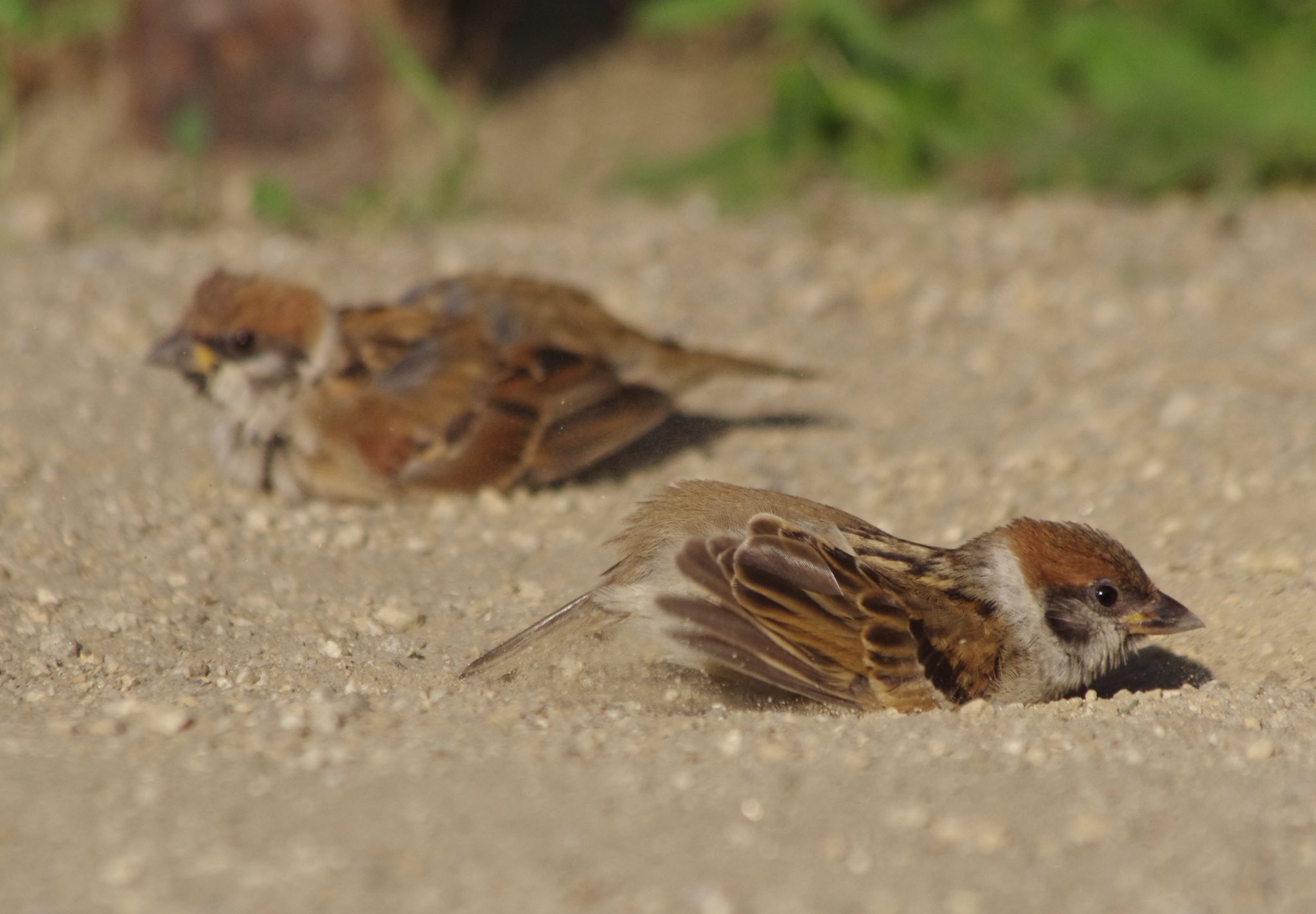 中野さとる Pa Twitter おもしろスーさん 雀 スズメ すずめ Sparrow T Co Icb3kvdkqj Twitter