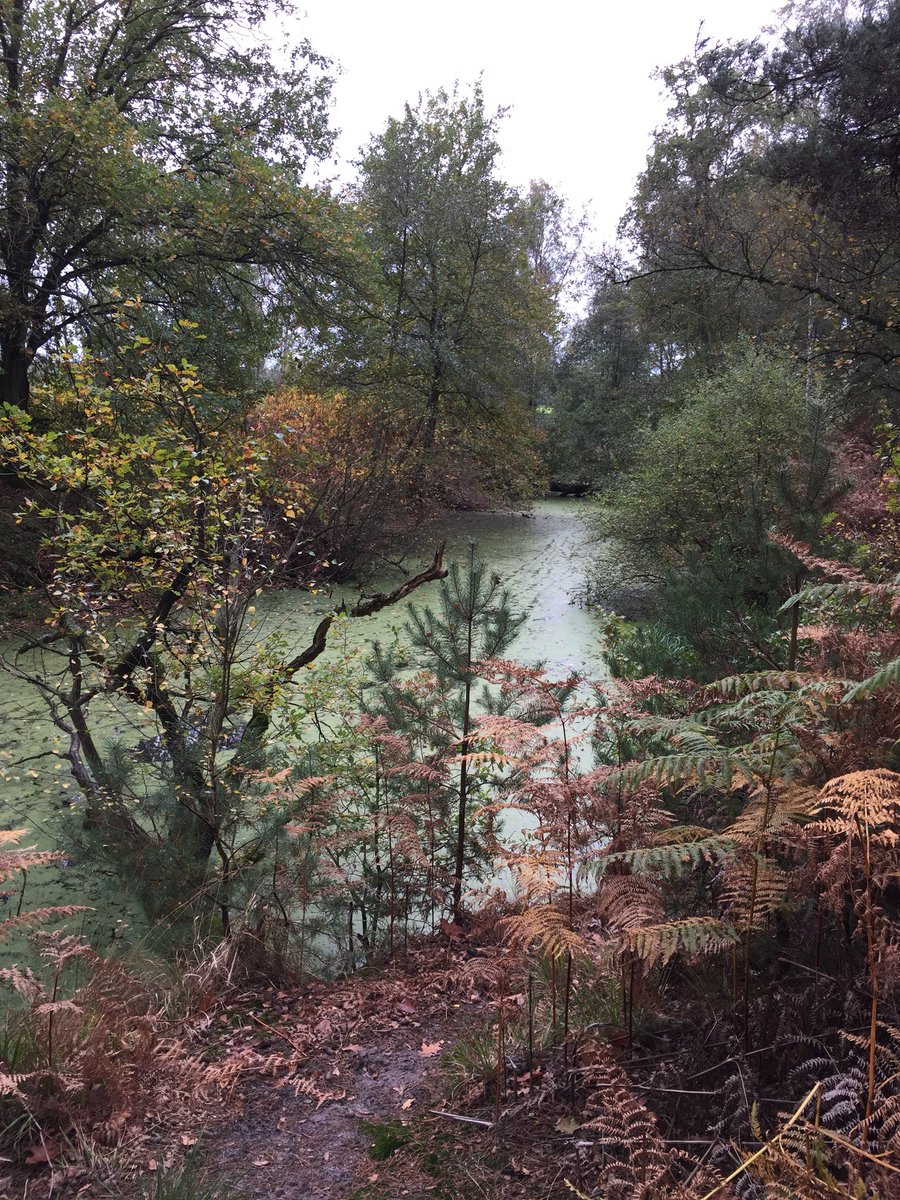 Stoofk's tweet photo. Leuke herfstwandeling @vakantieland @ThielenErika @stadherentals #elkeweek #weekvanhetbos @natuurenbos @MijnNatuurpunt #qualitywithschattie https://t.co/Pt8DuMSJrm